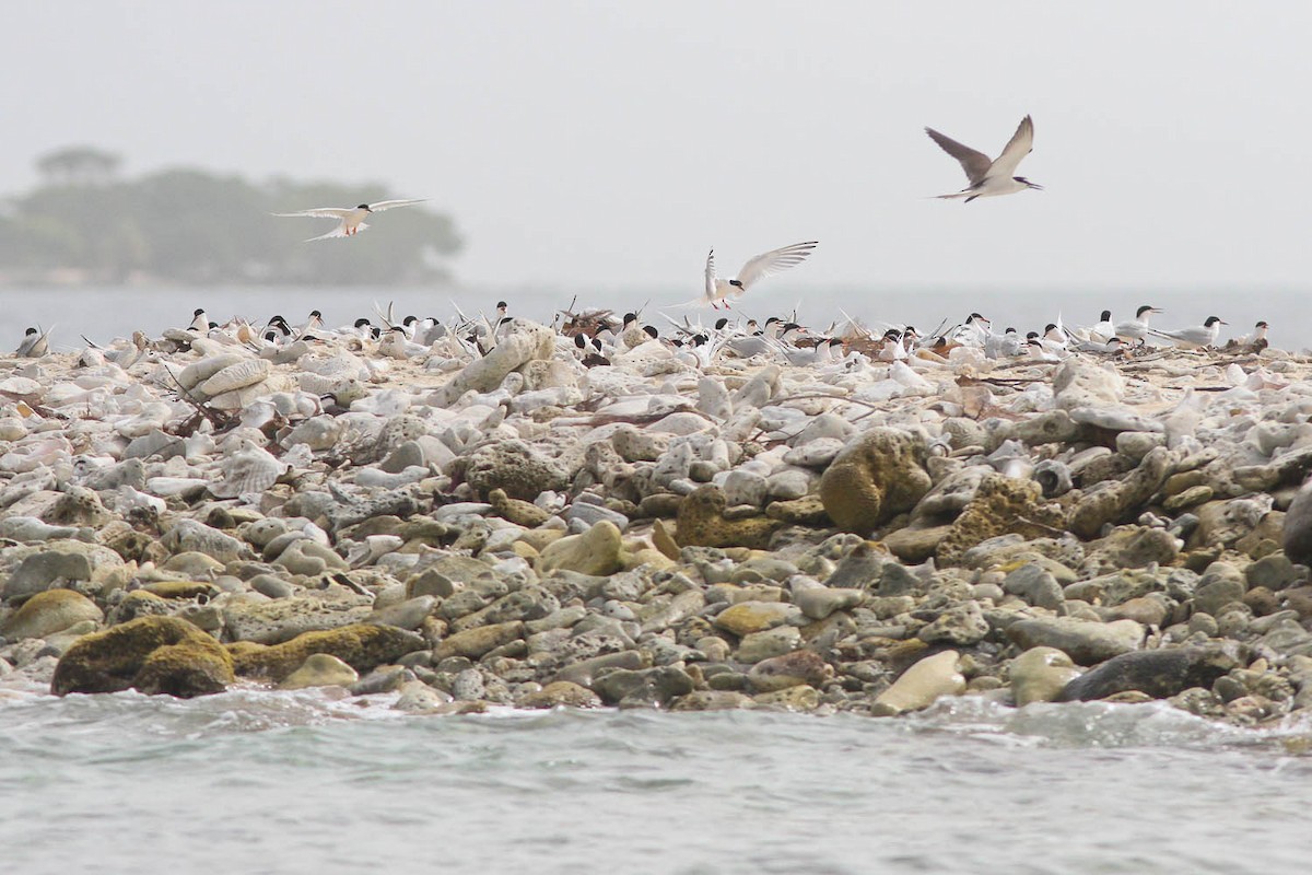 Roseate Tern - Michael O'Brien