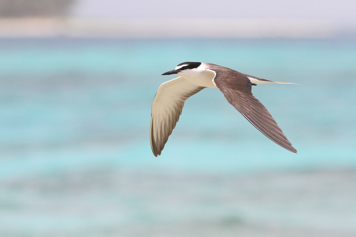 Bridled Tern - ML133147471