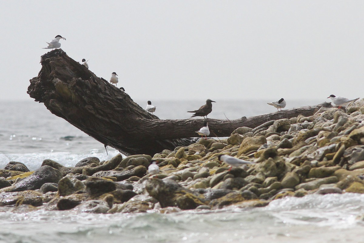 Brown Noddy - ML133147601