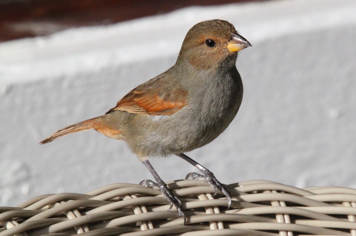 Lesser Antillean Bullfinch - Tom Younkin