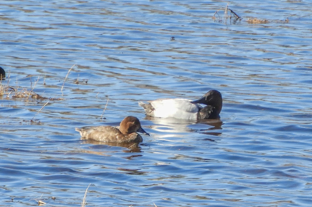 Canvasback - Susan Voelker