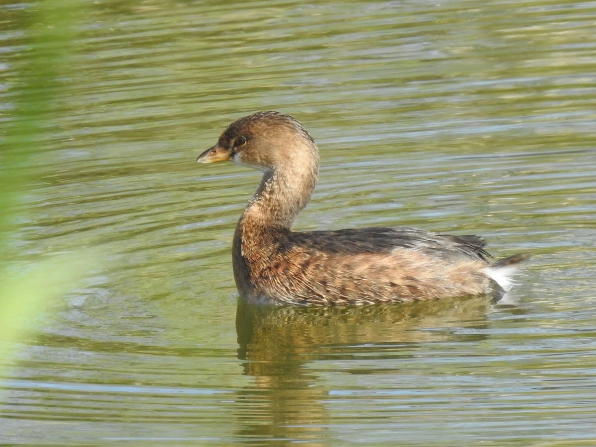 Pied-billed Grebe - Joel Gilb