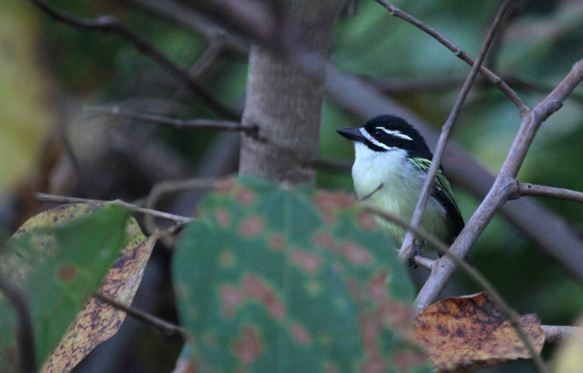 Küçük Maskeli Cüce Barbet - ML133150701