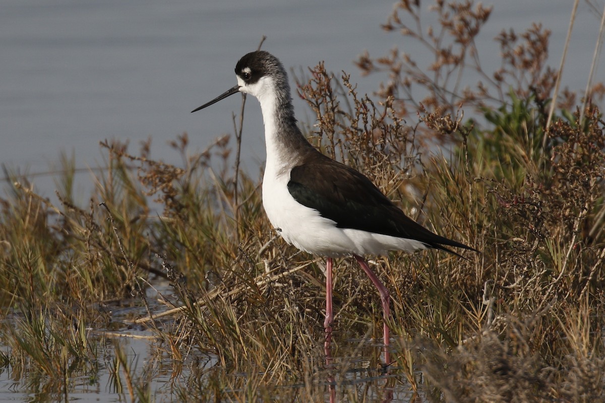 Black-necked Stilt - Donna Pomeroy