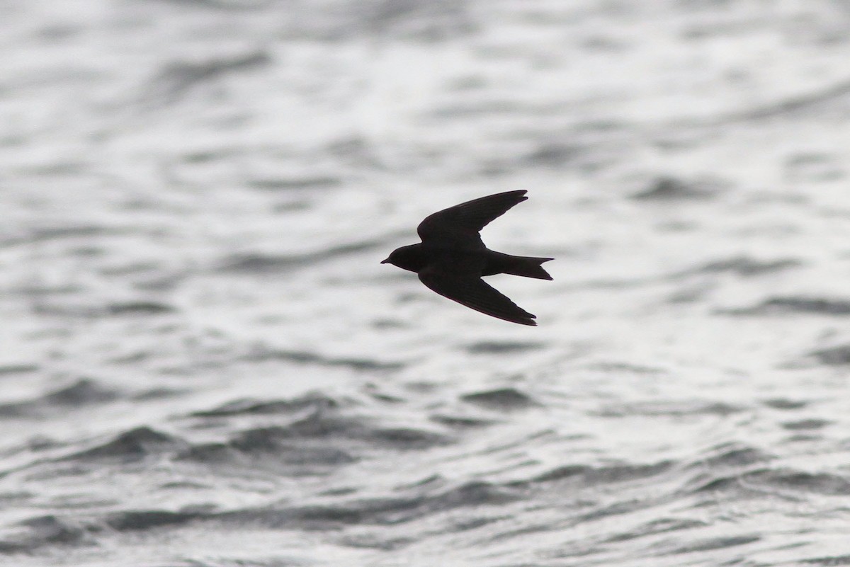 Galapagos Martin - Michael O'Brien