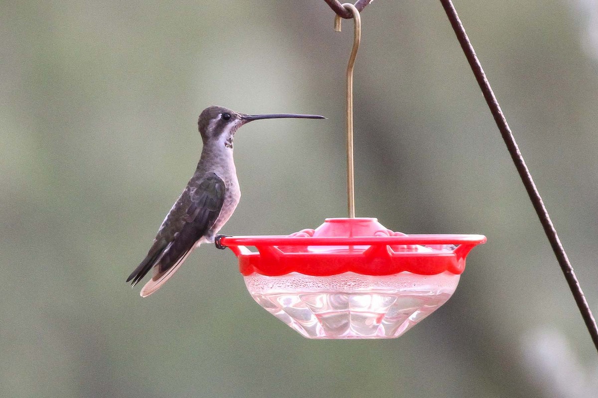 Plain-capped Starthroat - Michael O'Brien