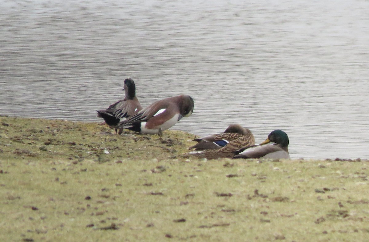 American Wigeon - ML133154681