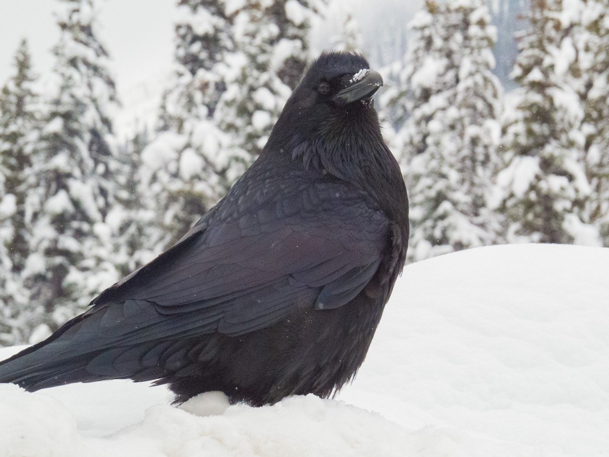 Common Raven - ML133160031