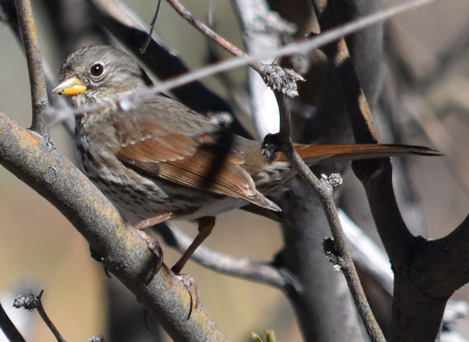 Fox Sparrow - ML133160371