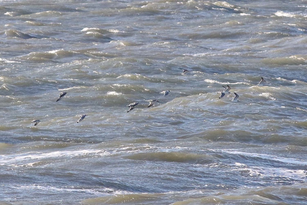 Franklin's Gull - ML133161351