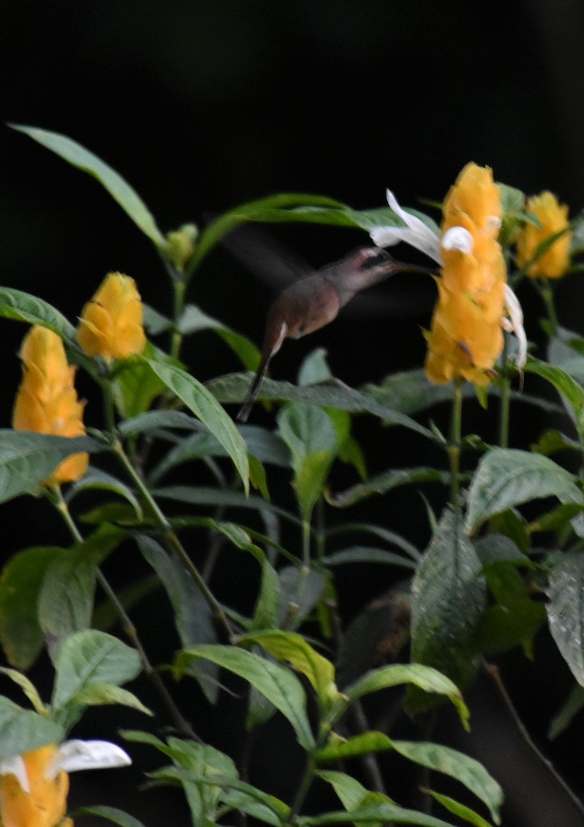 Rufous-breasted Hermit - Esteban Ortiz