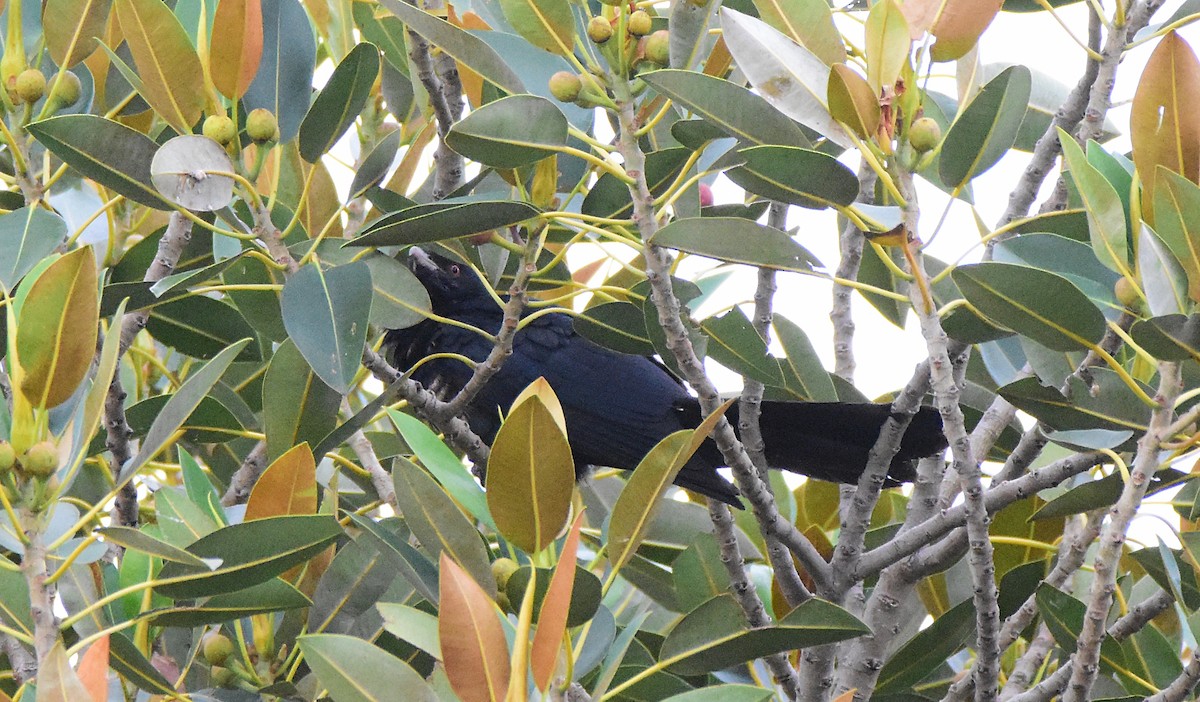 Pacific Koel - Iian Denham