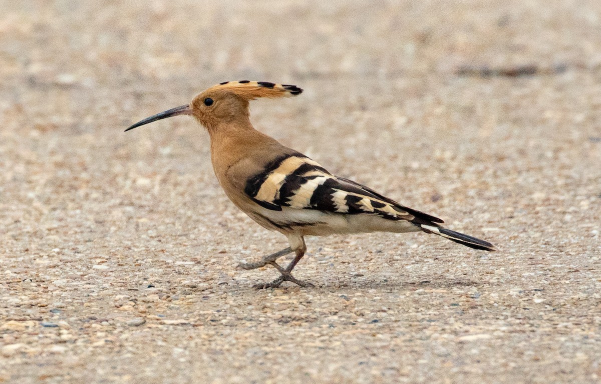 Eurasian Hoopoe - ML133163361