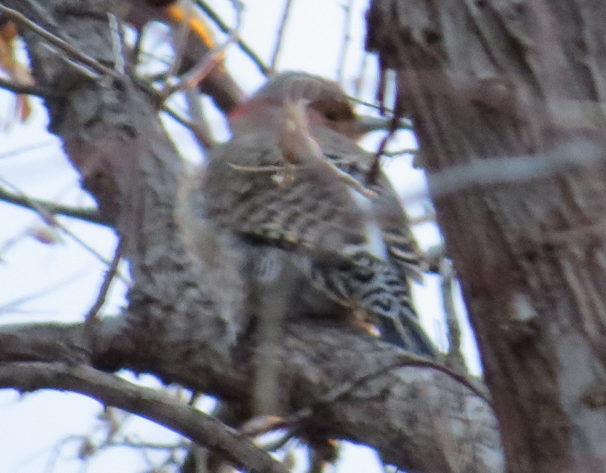 Northern Flicker (Yellow-shafted) - ML133164791