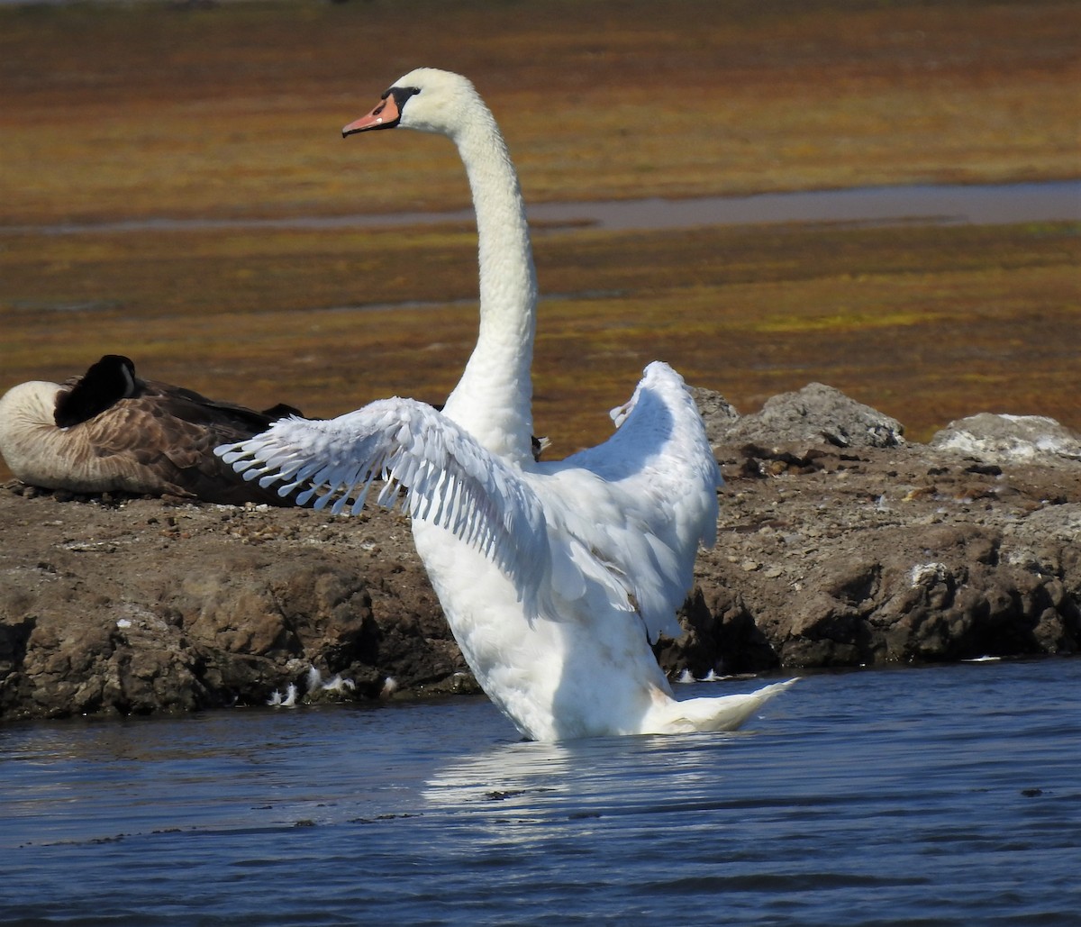 Mute Swan - ML133164821