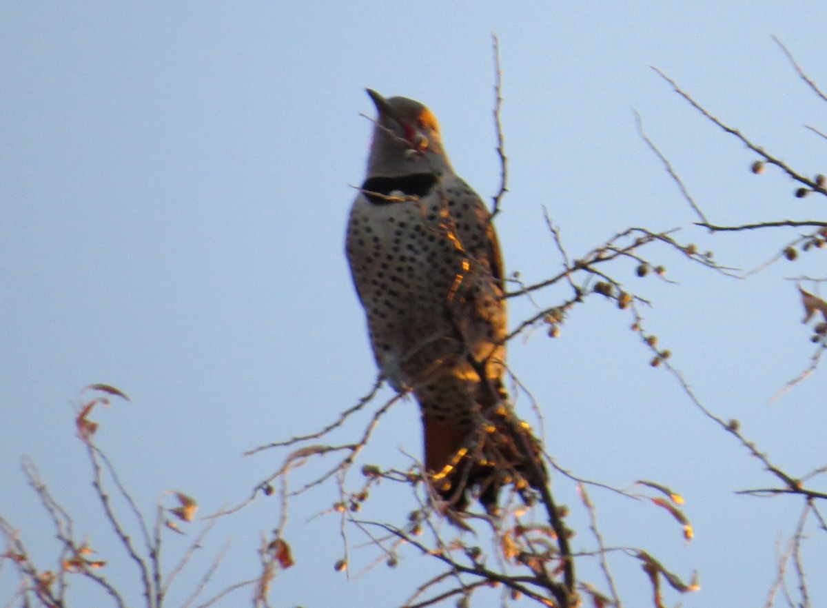 Northern Flicker (Red-shafted) - ML133165141