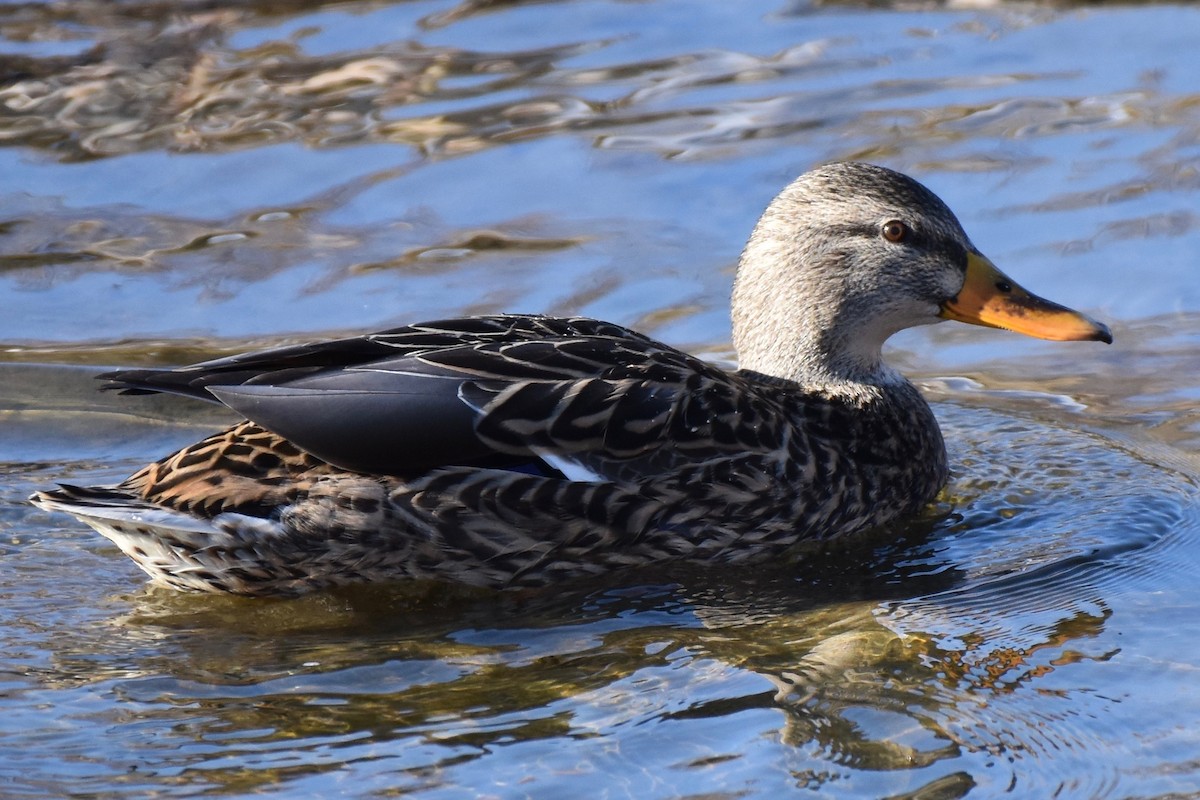 Mallard - Ryan Graves