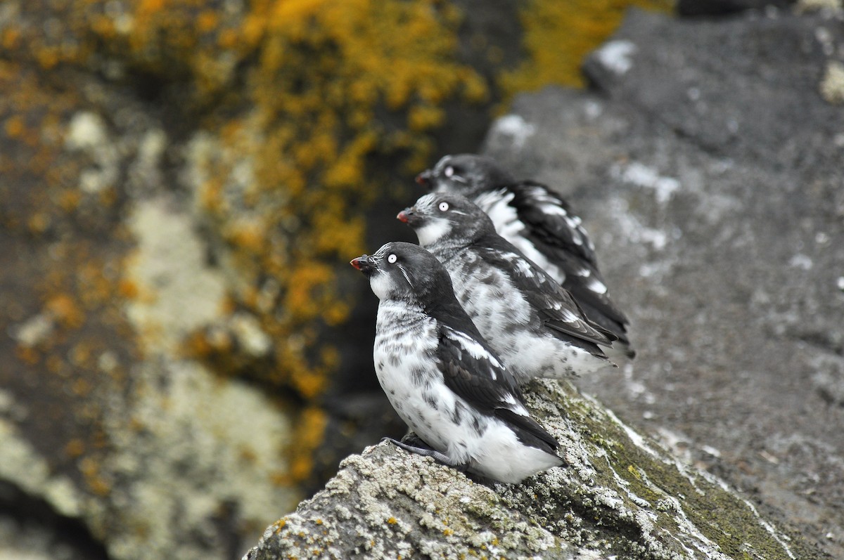 Least Auklet - ML133166611