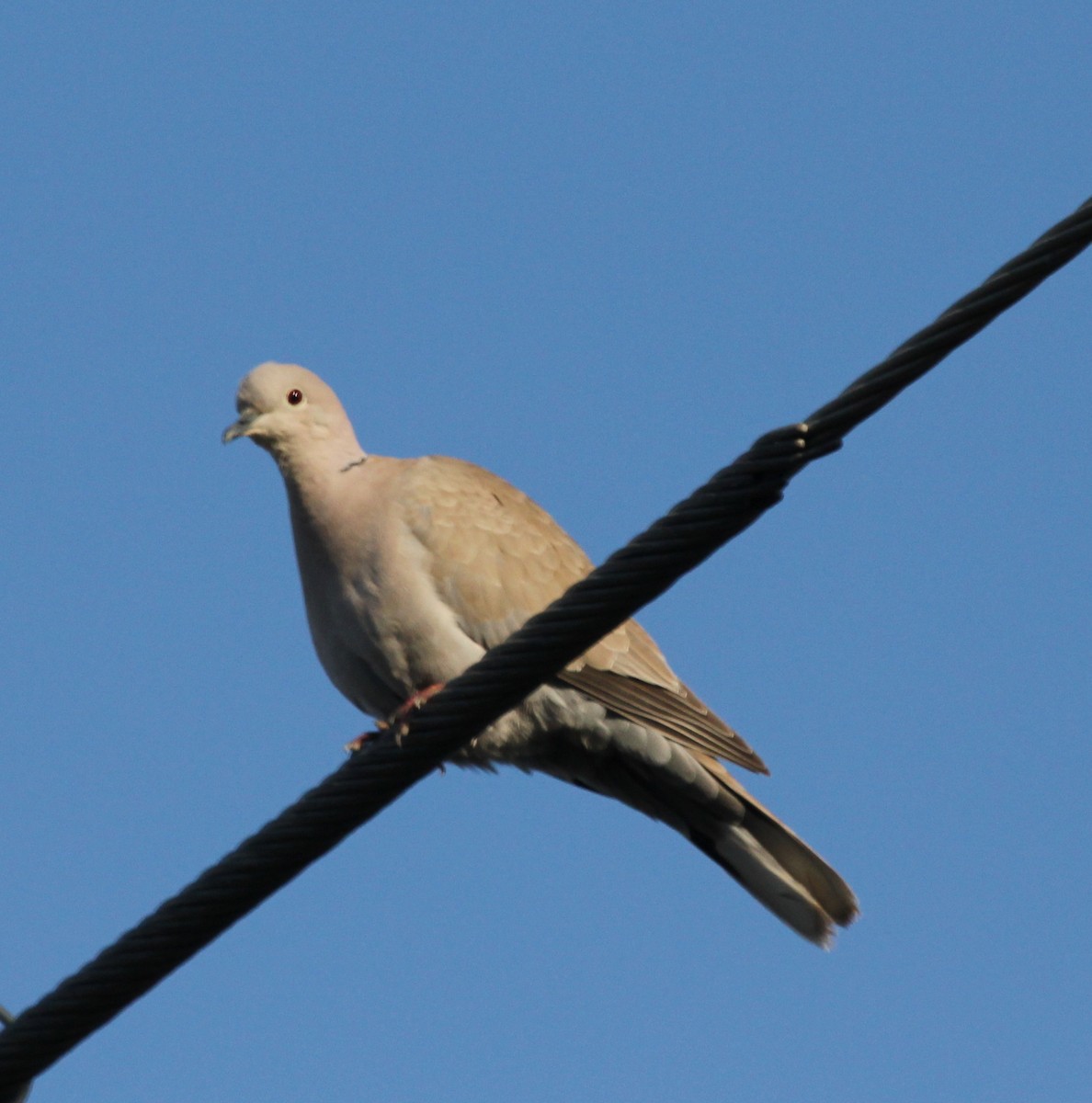Eurasian Collared-Dove - Jeffrey Blalock