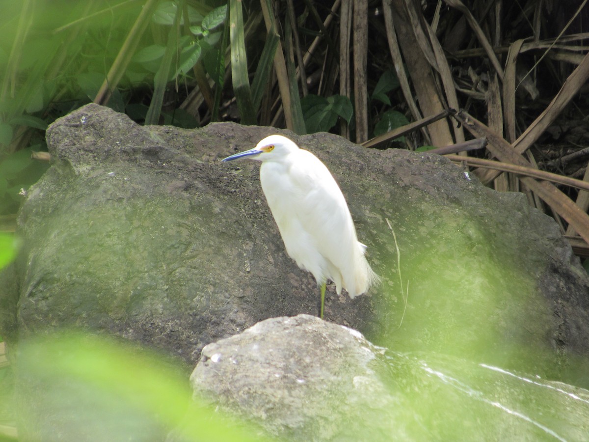 Snowy Egret - ML133168691