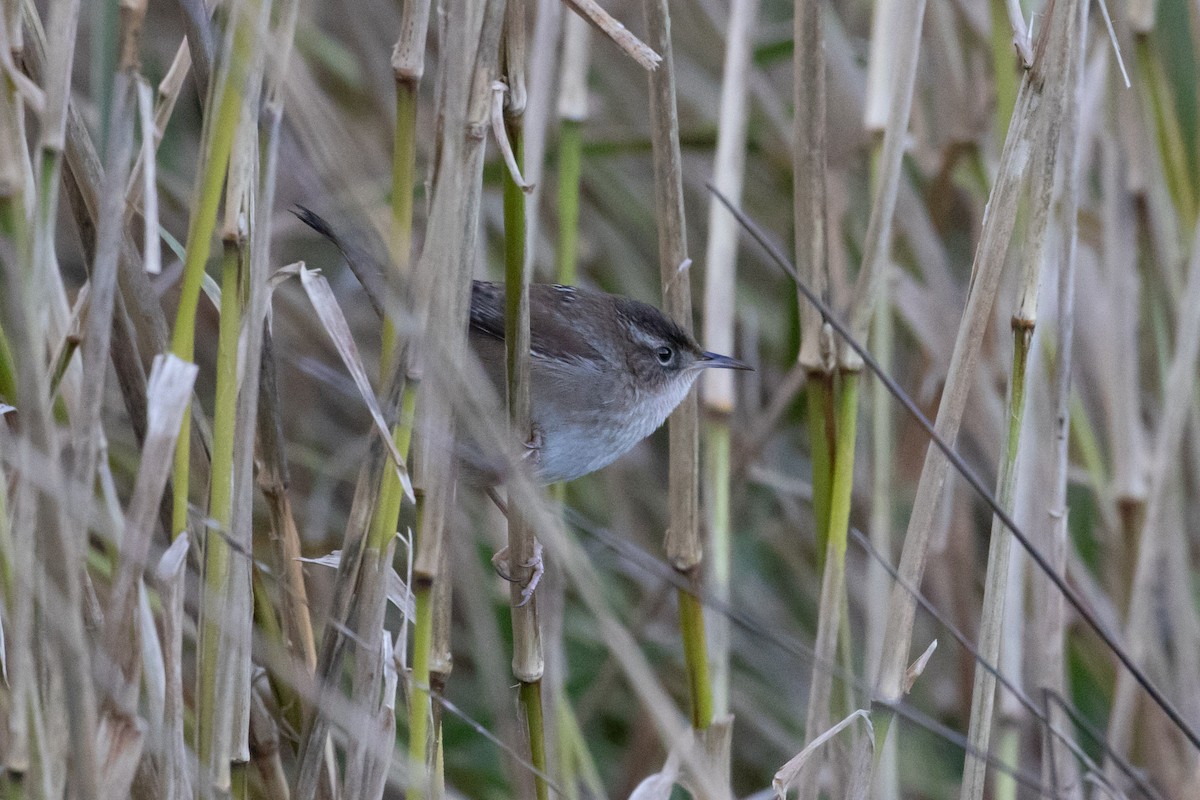 Marsh Wren - ML133173121