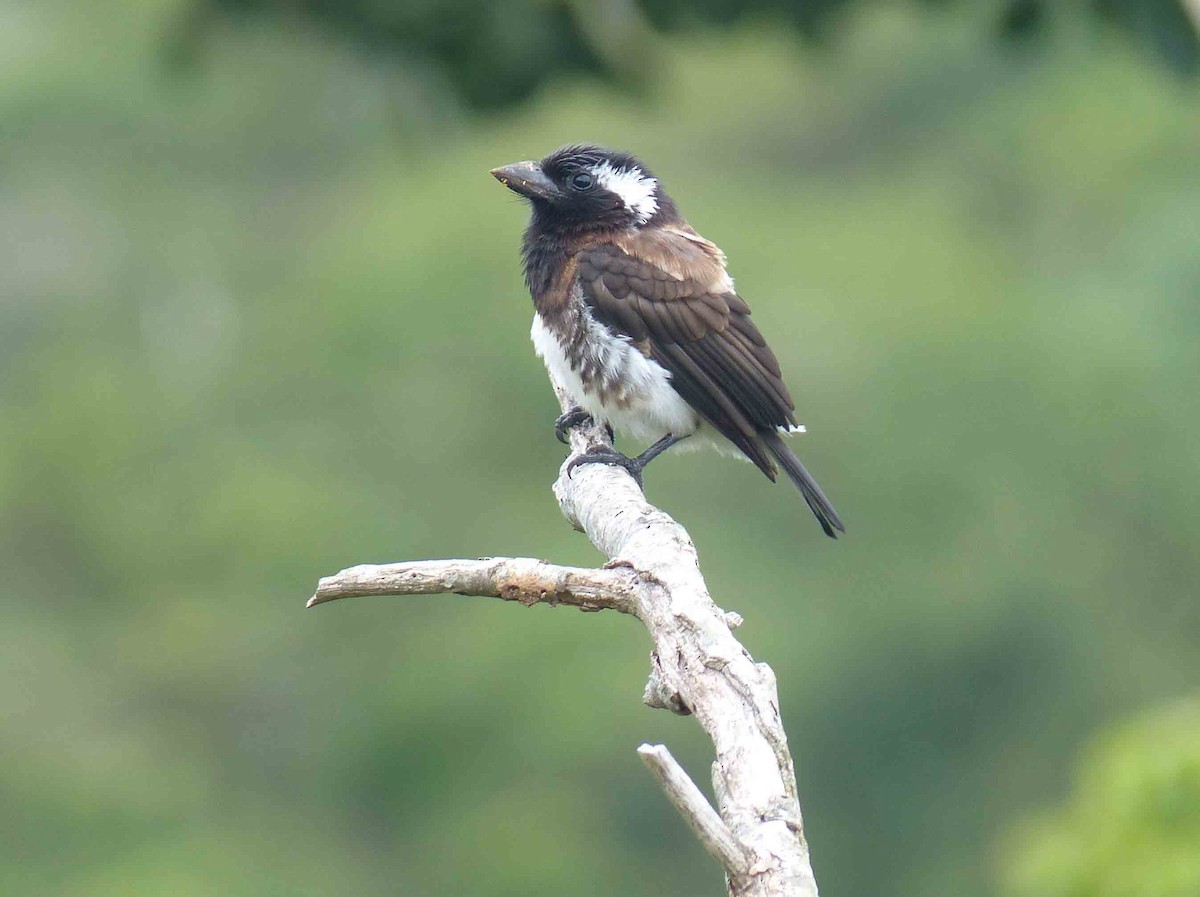 White-eared Barbet - ML133173661