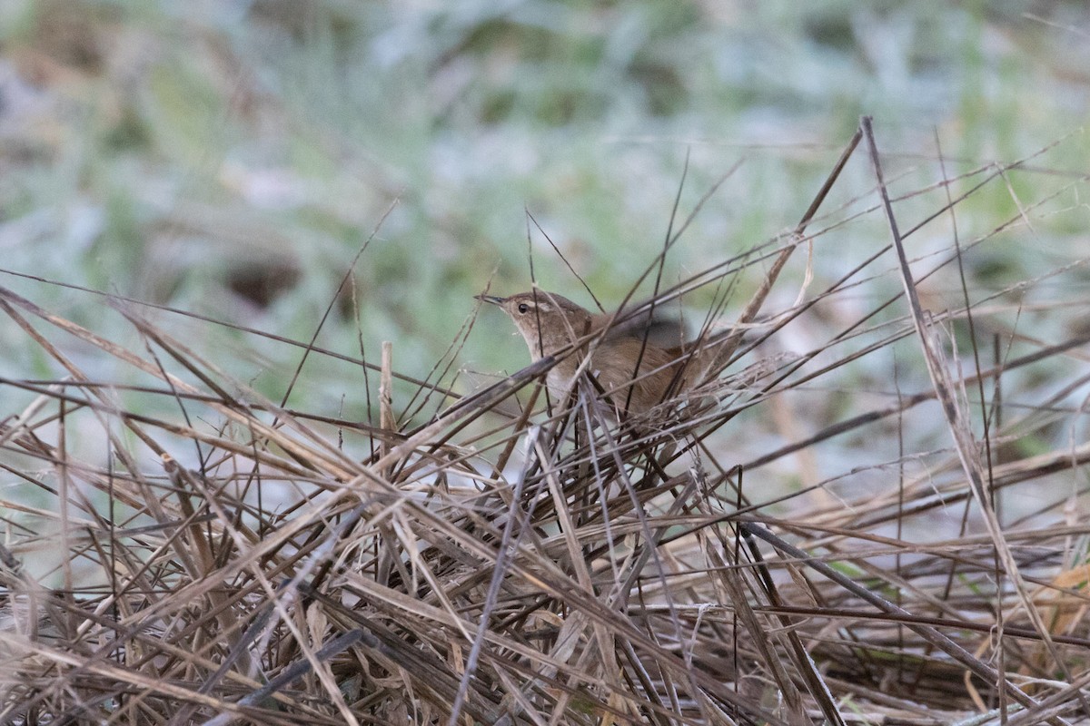 Marsh Wren - Audrey Addison