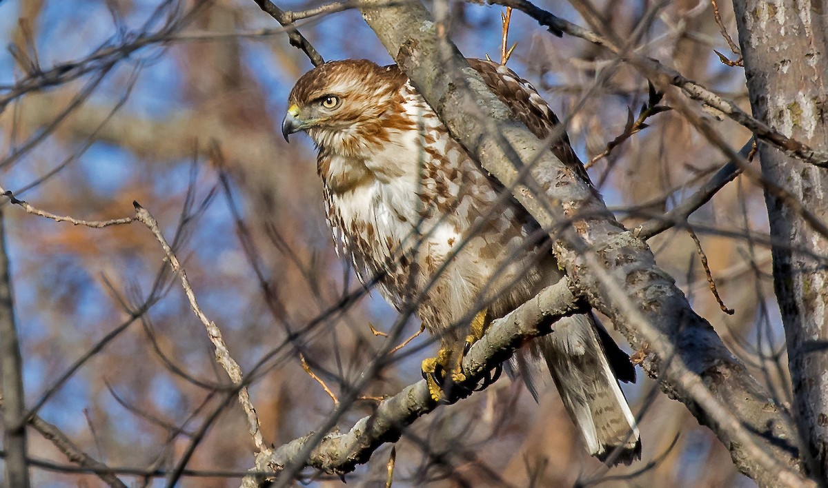 Red-tailed Hawk - ML133175811