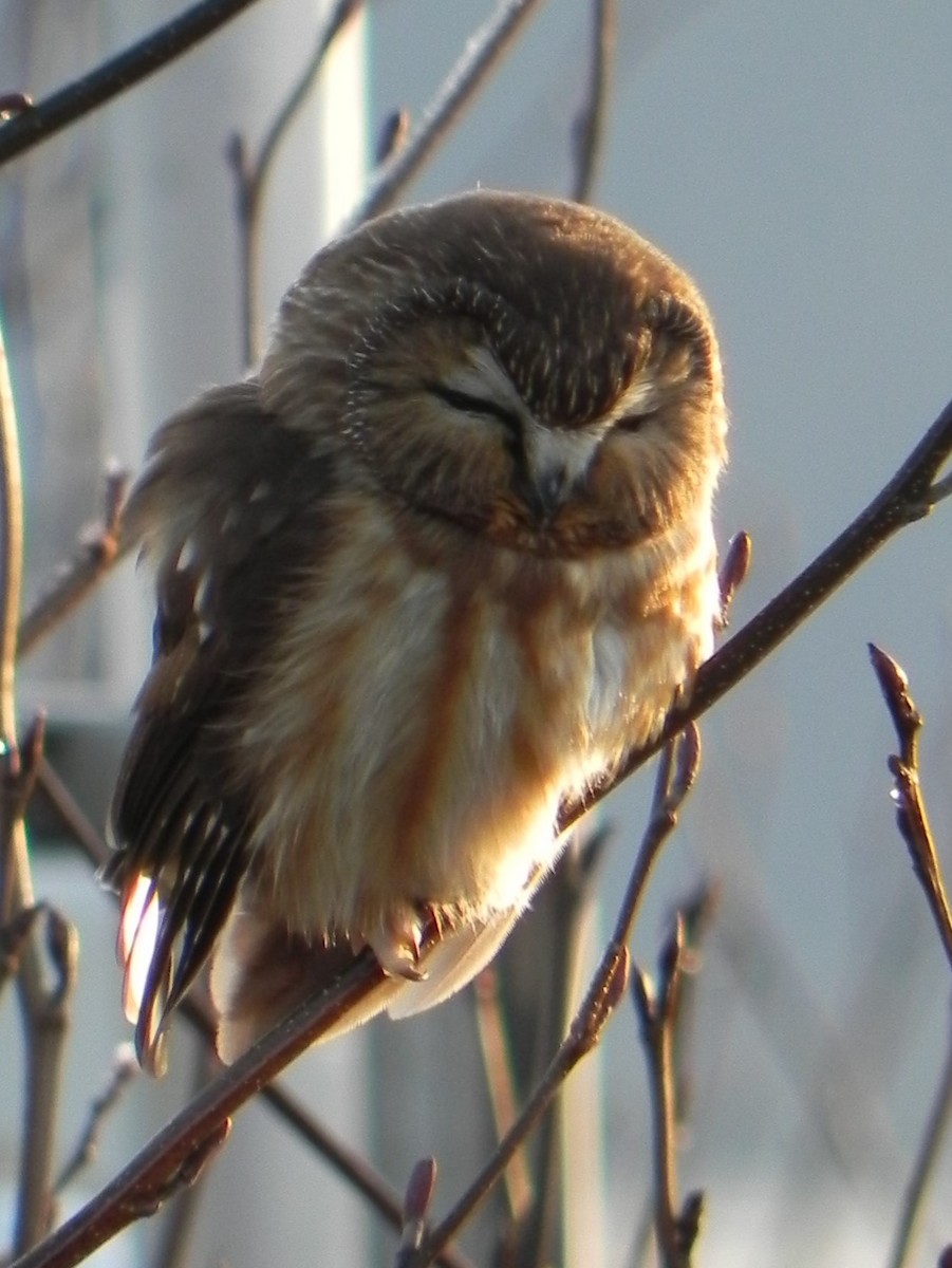 Northern Saw-whet Owl - ML133177251