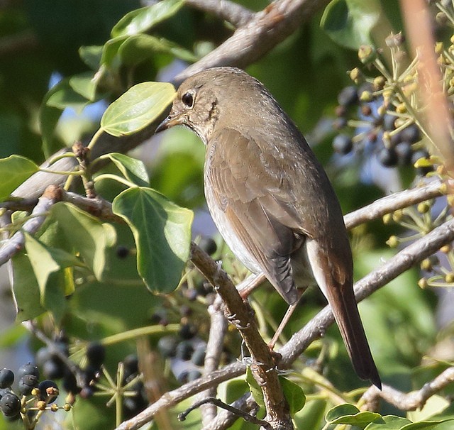 Hermit Thrush (guttatus Group) - ML133180331