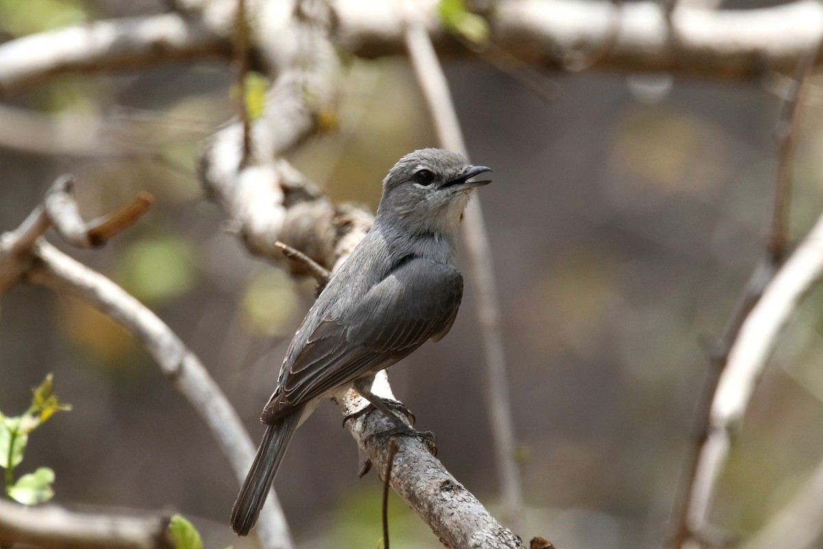 Ashy Flycatcher - ML133184791