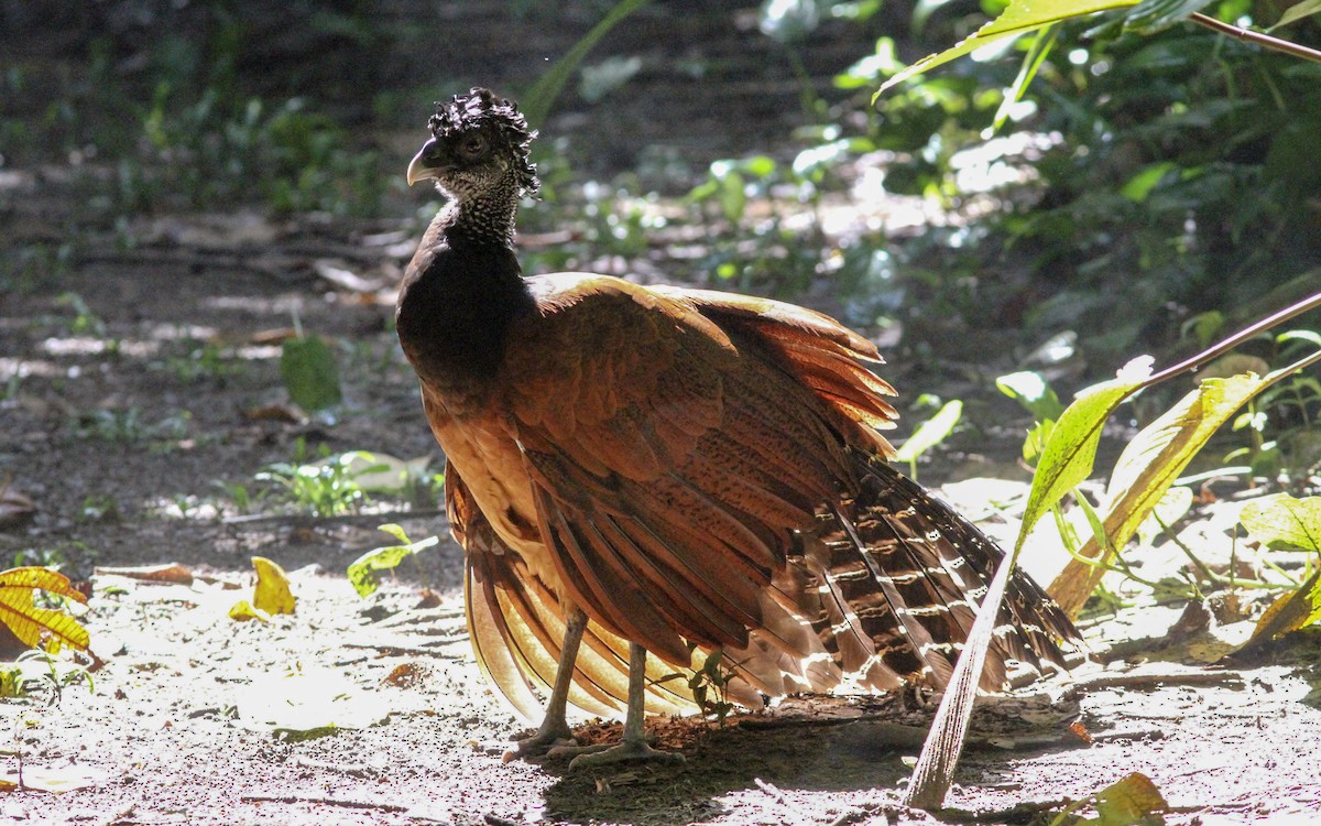 Great Curassow - Sean Fitzgerald