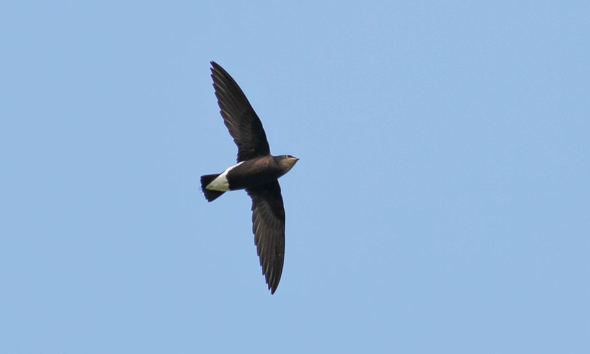 Silver-backed Needletail - Paul Fenwick