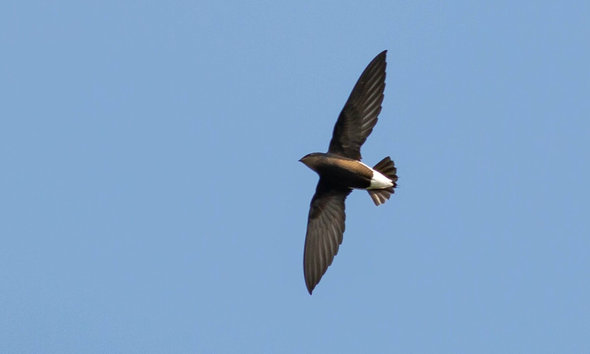 Silver-backed Needletail - Paul Fenwick