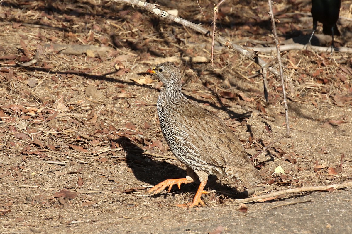 Natal Spurfowl - ML133186121