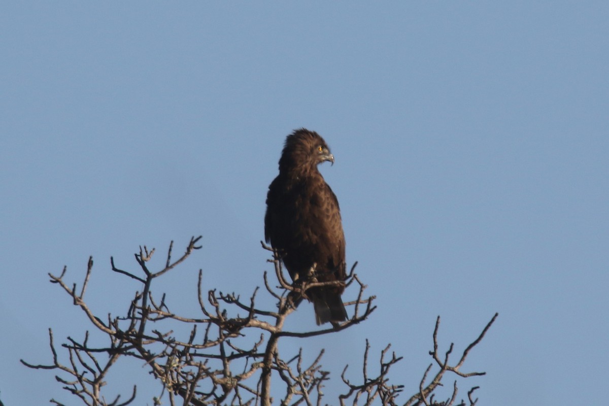 Brown Snake-Eagle - ML133186411