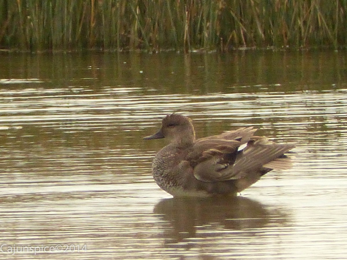 Gadwall - Anonymous