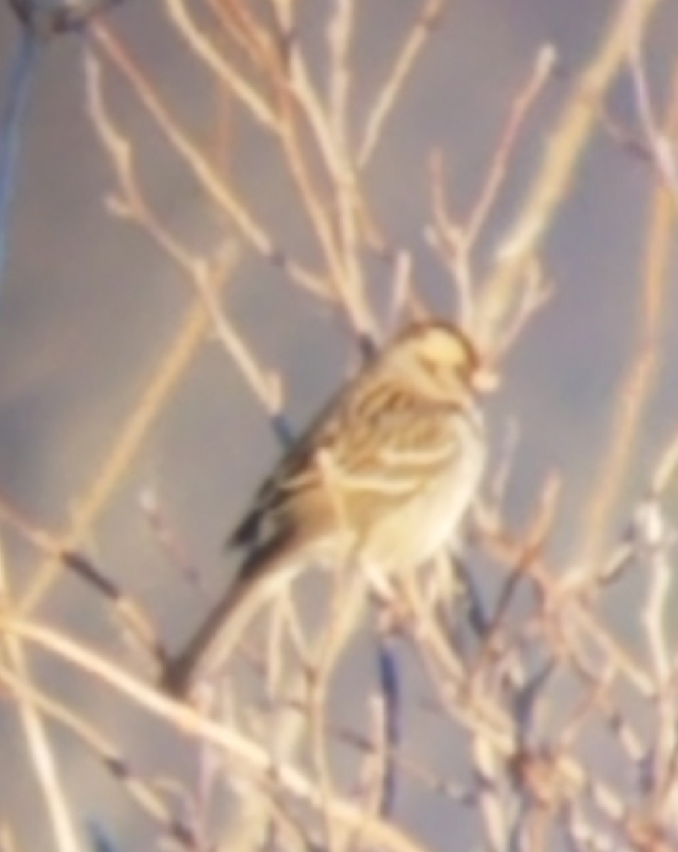 Harris's Sparrow - ML133187931