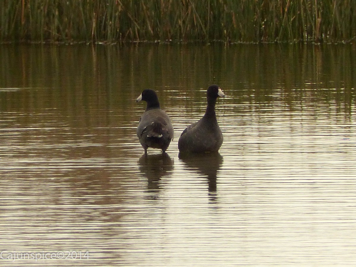 American Coot (Red-shielded) - ML133187951