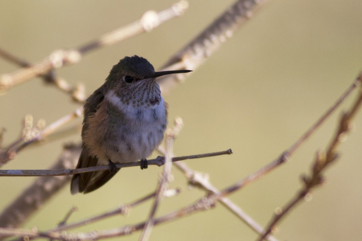 Broad-tailed Hummingbird - Samuel Paul Galick