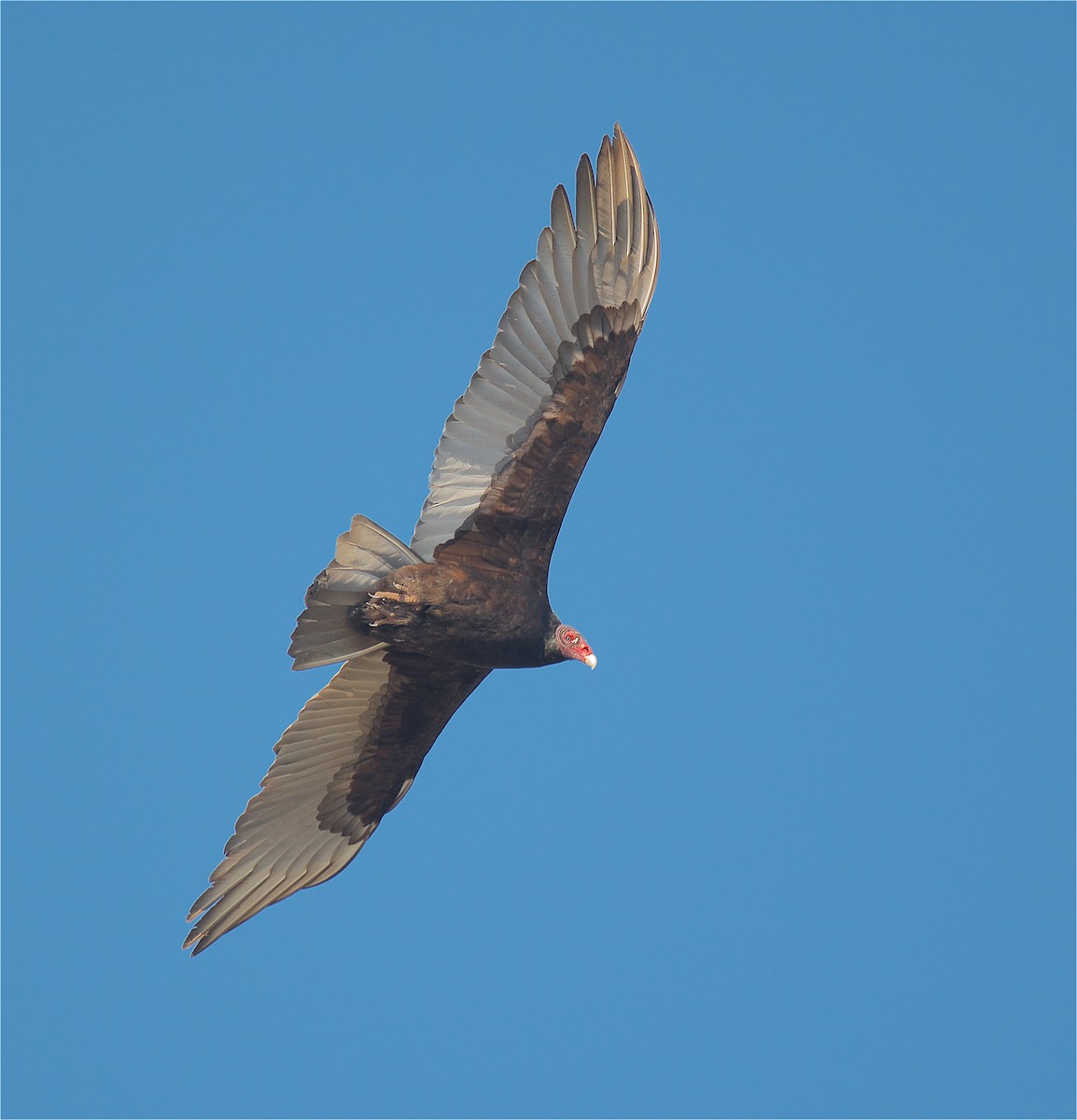 Turkey Vulture - ML133189621