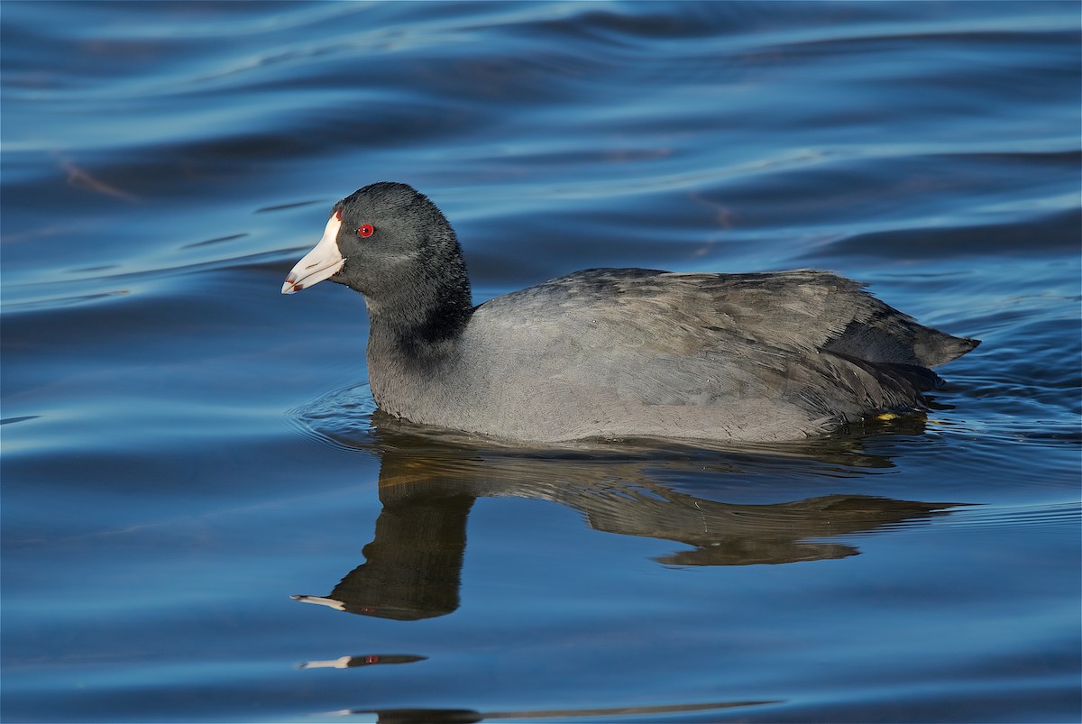 American Coot - ML133189821