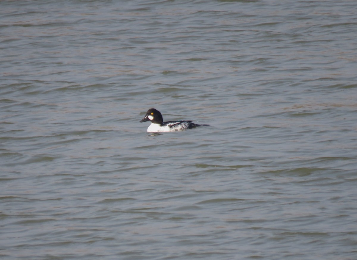 Common Goldeneye - ML133189891