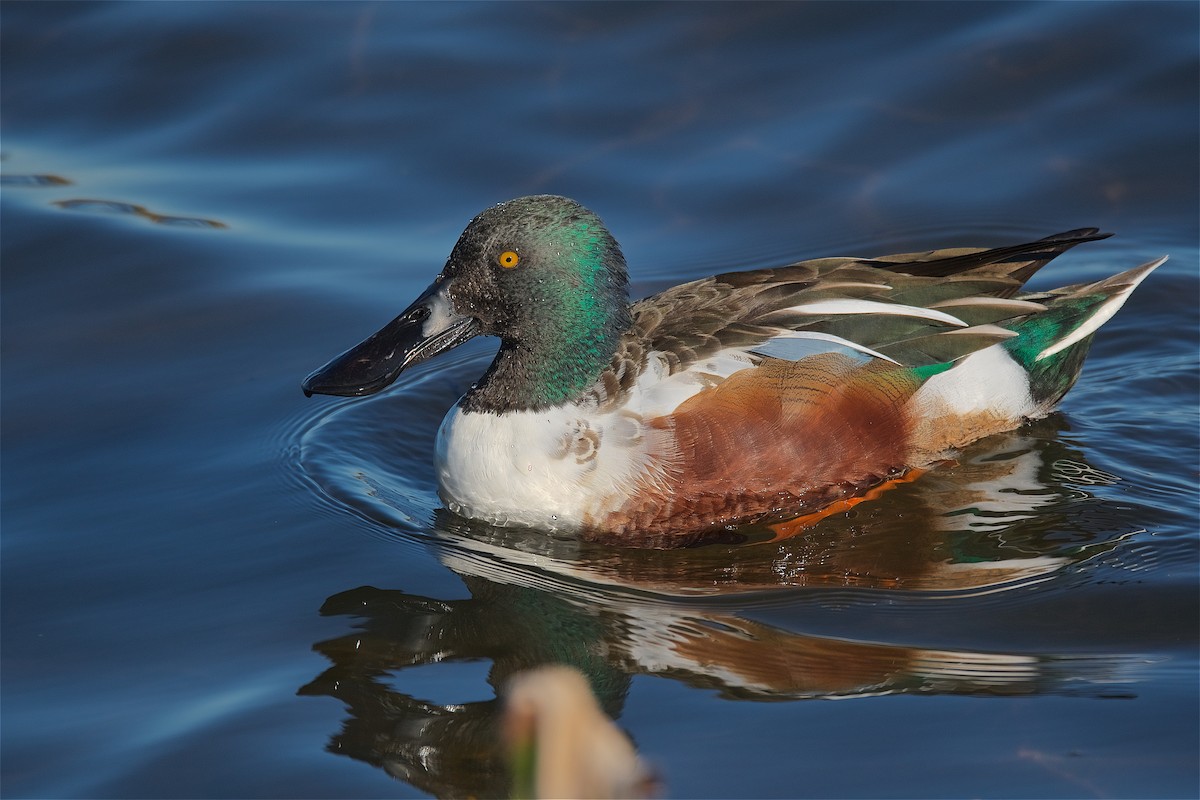 Northern Shoveler - Harlan Stewart