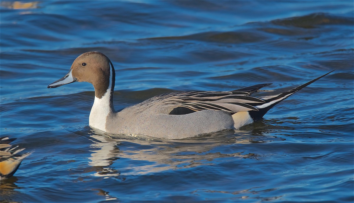 Northern Pintail - ML133190201