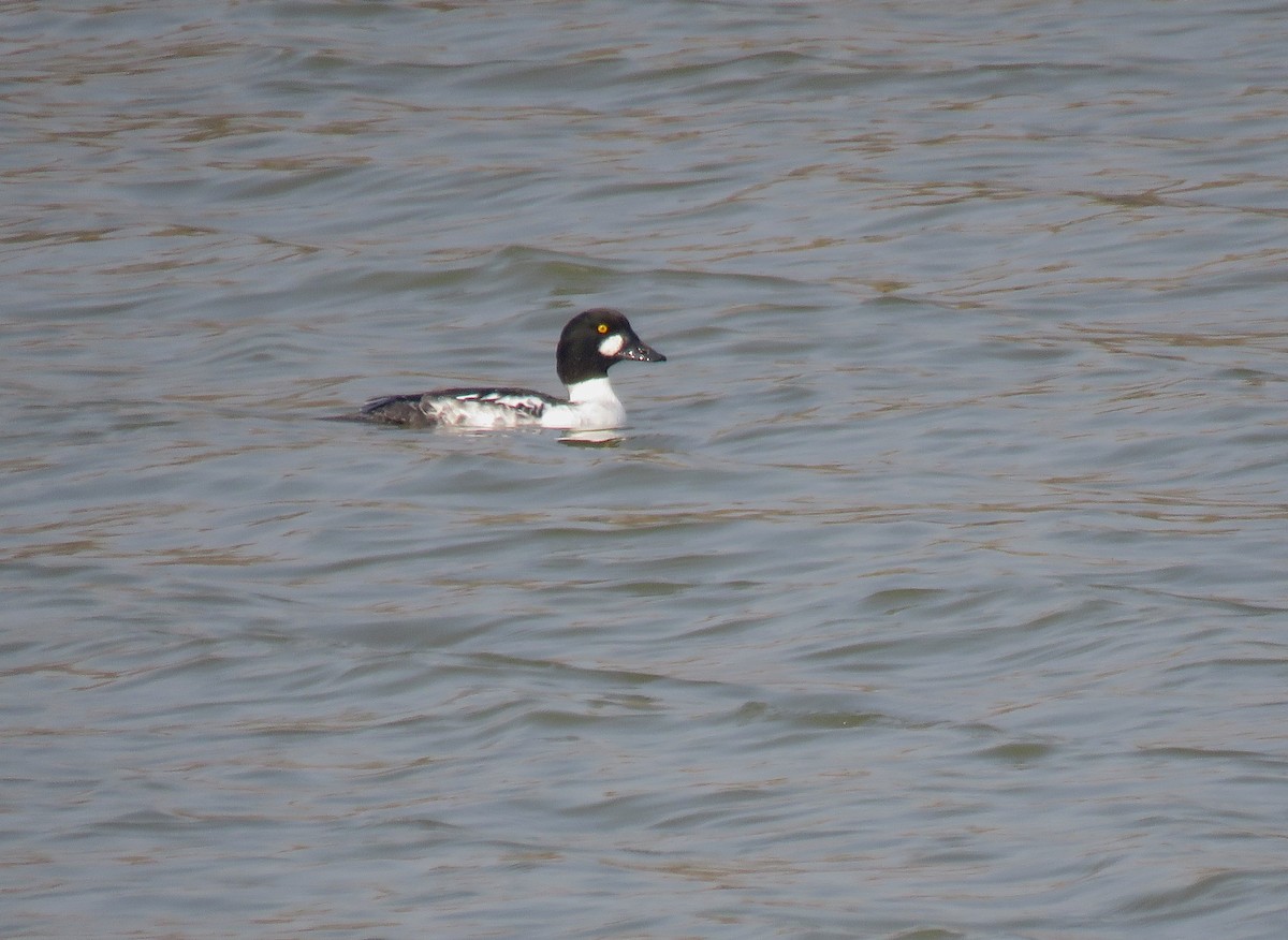 Common Goldeneye - ML133190221