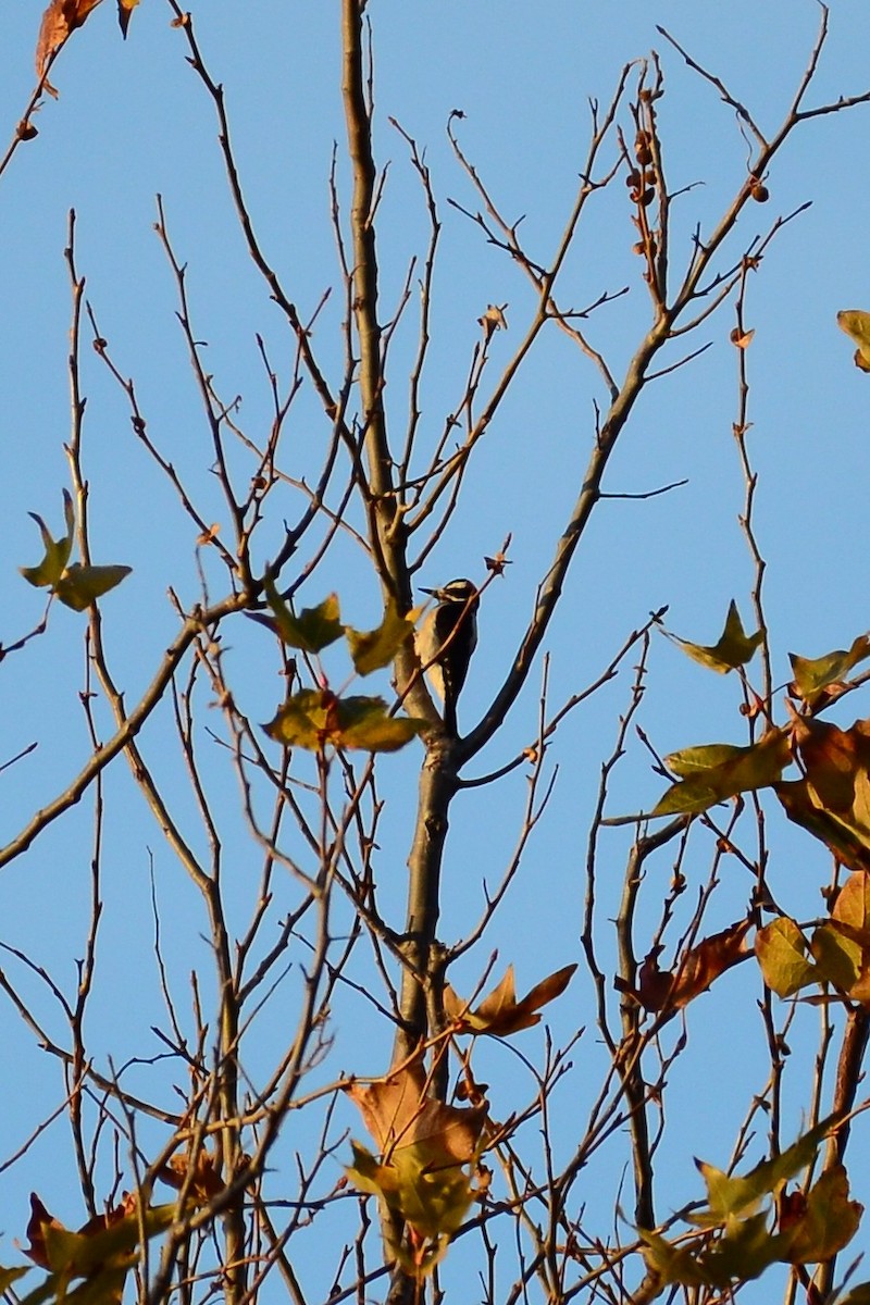 Hairy Woodpecker - ML133190531