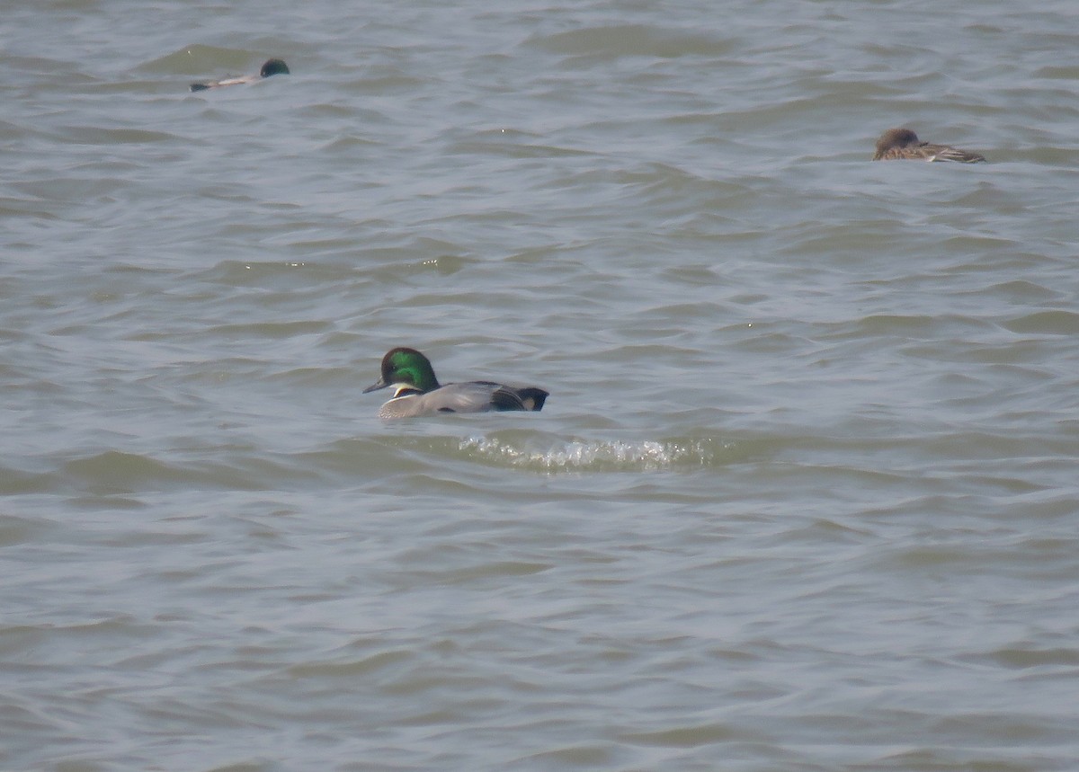 Falcated Duck - ML133190821