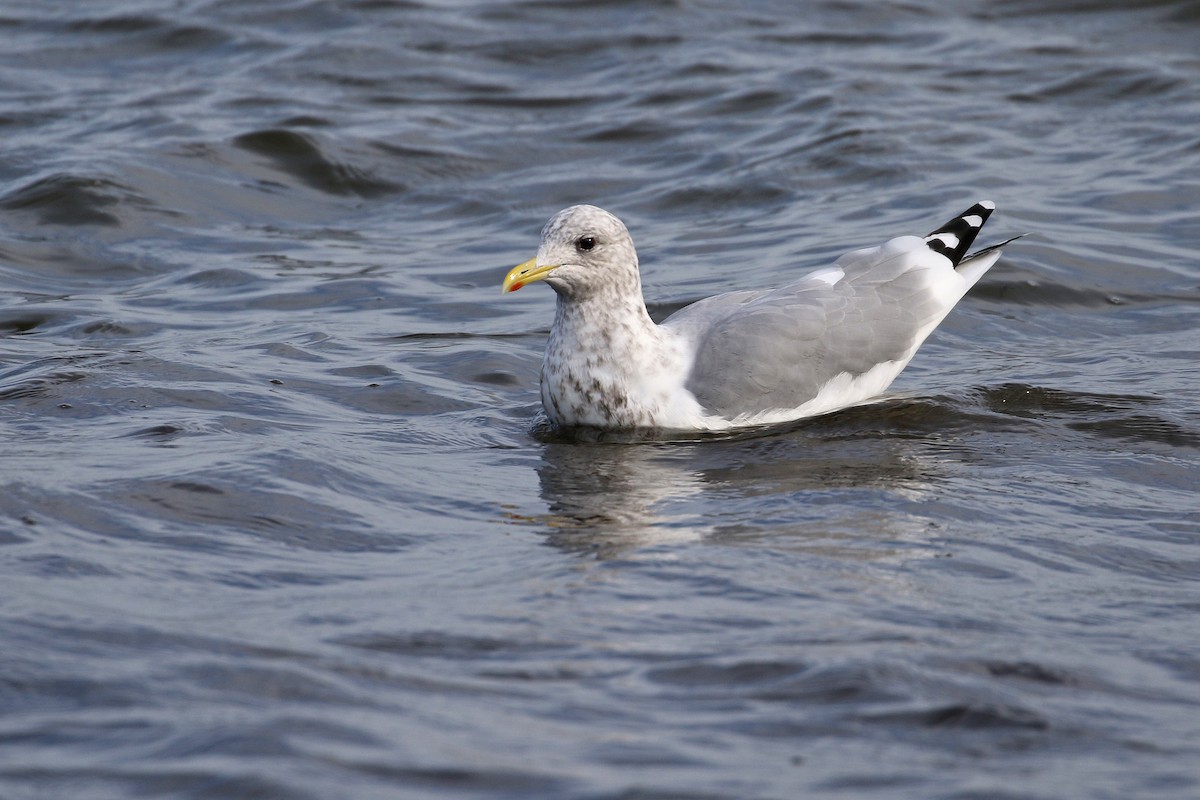 Iceland Gull (Thayer's) - Cameron Eckert