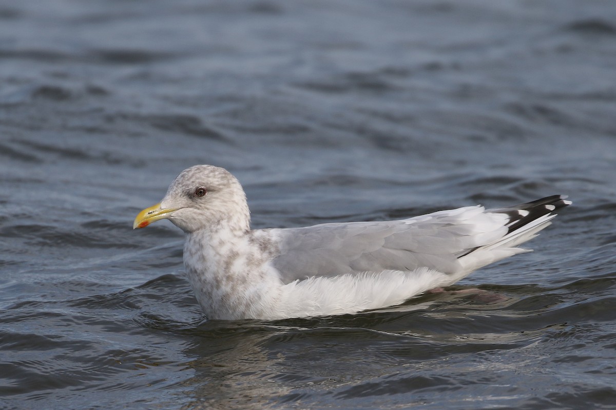 Iceland Gull (Thayer's) - ML133190991